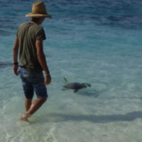 Une bien jolie histoire pour Lifou Turtle